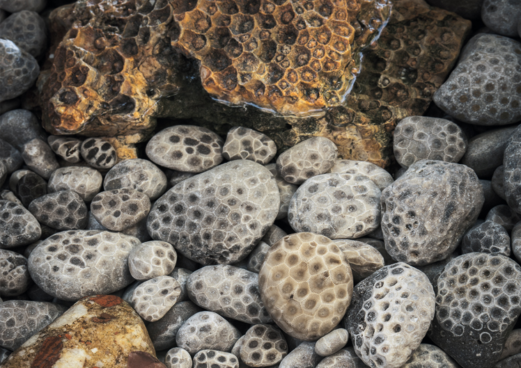Pudding and Petoskey Stones